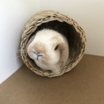 うさぎ 羊毛フェルト ロップイヤー  ミニうさぎ ブロークンオレンジ