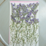 押し花かすみ草とブルーファンタジア 