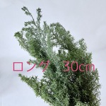 ヒムロスギ・ロング30cm＊パウダーグリーン☆送料無料＆2点毎に500円商品1点おまけ付き♡