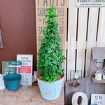 現品♡【大きめツリー仕立てアイビー寄せ植え】ナチュラルガーデニング♡ホワイト系の器