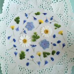 押し花素材　No196　ノースポールと青い小花のセット