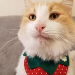 kazutan33様専用ページ