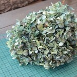 アンティークブルー 紫陽花のドライフラワー
