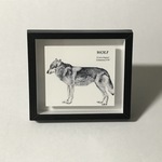 ミニ額縁　　古い博物図鑑の雰囲気オオカミ