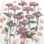 ミヤコワスレの押し花