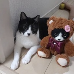 ピンクのくまさん着ぐるみ猫ちゃん🧸　オーダーメイド　テディベア　テディキャット　ぬいぐるみ　羊毛フェルト