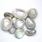 【材料】8~9個セット　ミニトコブシの貝殻（黒）【素材】