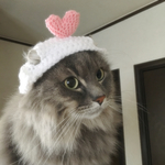 猫の帽子 バレンタイン ピンクのハート