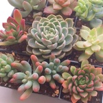 寄せ植え大きめカット苗セット②☆多肉植物