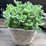 超希少♡アロマティカス♡ゴキブリを寄せ付けないハーブ♡多肉植物