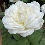 Ｙ様オーダー品