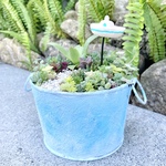 青空ビーチ🏖〈成長を楽しむ寄せ植え〉