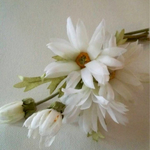マーガレットの染花コサージュ