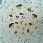 押し花素材　No197　ビオラとイエローのミックスセット