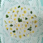 押し花素材　No198　イエローのミックスセット
