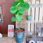 現品♡【くねっとウンベラータ】可愛い小さめのハートリーフ♡人気観葉植物！かっこいいグレー系ブリキ鉢♪素敵なナチュラルグリーン
