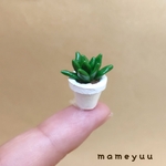 ミニチュア　多肉植物鉢植えミニサイズ④