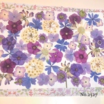 ♡new♡  ♡可愛い押し花セット♡ ♡たくさん入って使いやすい押し花セット♡