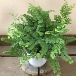 観葉植物　アジアンタム　フリッツルーシー