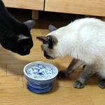 山田知代子さん　猫さんのごはん茶碗（青）
