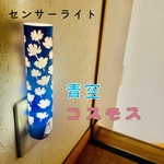 センサーライト~青空コスモス～