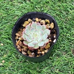 多肉植物　七福美尼