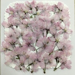 NO.617N 春爛漫❣️ヒガン桜の横姿🌸／押し花素材
