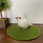 白文鳥♡ご注文品