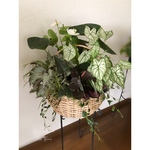Indoor plants  カゴ寄せ植え　O様オーダー品