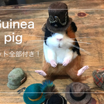 オサレモルモット♡