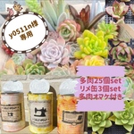 y0511n様専用 リメ缶set＆多肉25個set＆オマケ多肉いっぱい