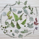 押し花＊緑ミックス