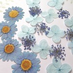 押し花セット＜淡いラベンダーカラー＆水色系＞