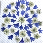 ヤグルマソウとレースフラワーの押し花