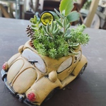 ビートル　多肉植物寄せ植え　イエロー
