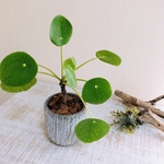 まあるい葉っぱ『ペペロミオイデス』3号　ロング鉢　グレー　観葉植物　インテリア