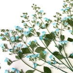 【押し花素材】カラミンサ　着色ブルー