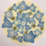 NO.700N みずいろの八重紫陽花／押し花素材