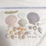流木・貝殻🐚　おまけ付き