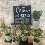 光触媒　人工観葉植物　ウォールグリーン　造花　インテリア　5種1724