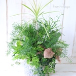アンティークな陶器にスタイリッシュな観葉植物のギャザリング寄せ植え