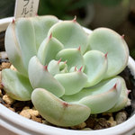 超人気品種！★ミックスベリア ブルーベリームーン 多肉植物 自家栽培 国産