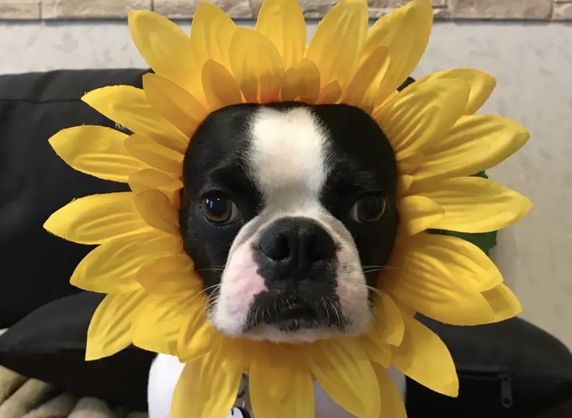 最終再販❣️犬用❤︎顔だしシリーズ❤︎ひまわり2025ver