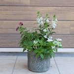 （感謝セール)定価の2割引になっています。白いお花で夏に元気な寄せ植え