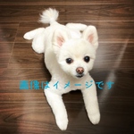 Vega様専用オーダー