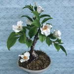 沙羅の木