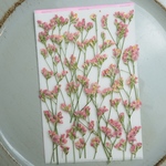 押し花スターチス