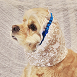 中型犬用　スヌード　クリア