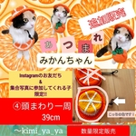 🍊帽子サイズ4️⃣【🐕頭まわり39cm】【耳アナ無し✖ゴムひも】