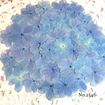 ♡new♡作家様必見♡ 人気の紫陽花がいっぱい♡ 押し花セット